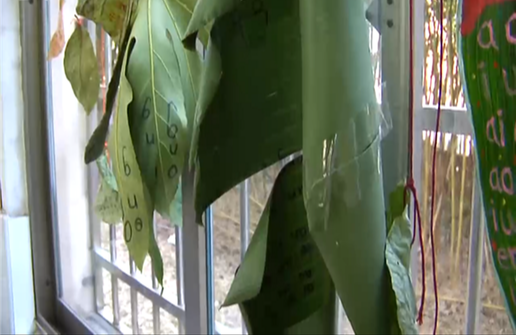 老师要求树叶上写拼音 小学生扛芭蕉叶交作业