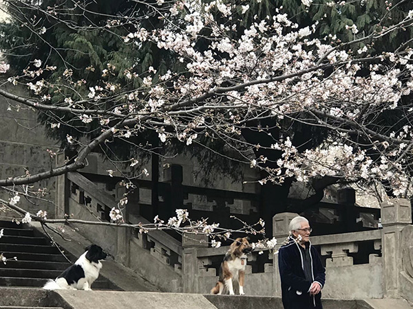 樱花季来了！武大引入高科技防黄牛